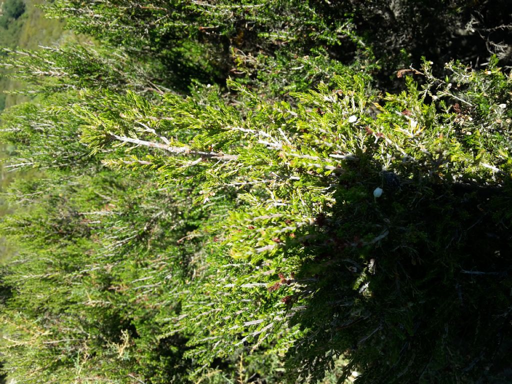 Sardegna: Erica arborea